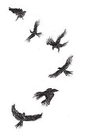 murder of flying crows 