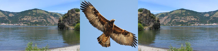 Columbia Gorge eagle