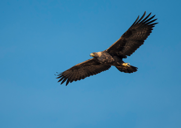 flying eagle