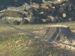 city cut tree across the street