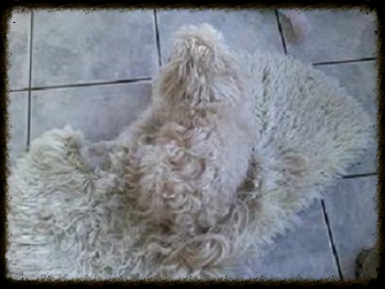 Lili lhasa apso white hiding in white rug