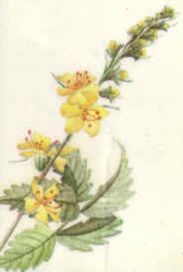 agrimony