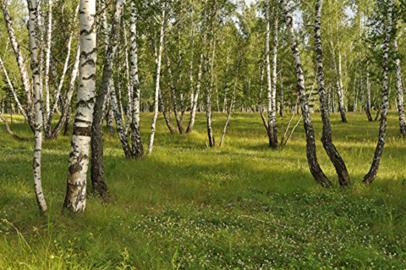 birch tree forest