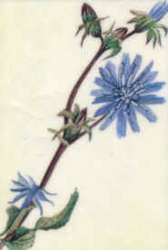 chicory