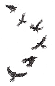 murder of flying crows