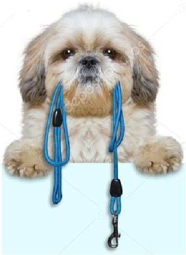 lhasa puppy with leash in mouth