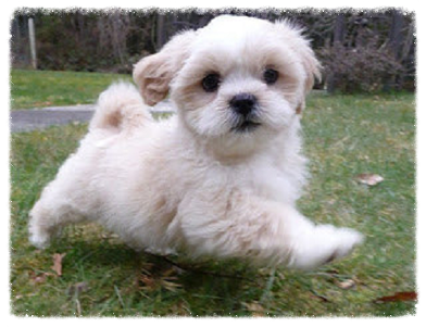 white Lhasa Apso pup