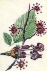 elm