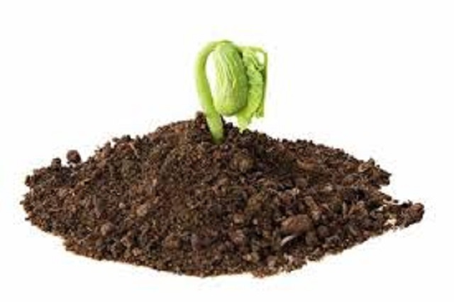 germinating seed