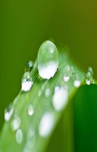 water droplet on a leaf