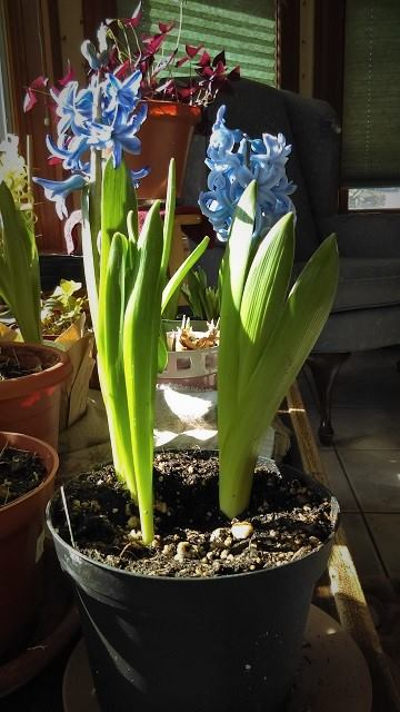 Pedro's hyacinths