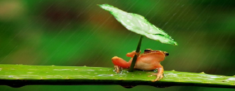 frog using leaf as umbrella