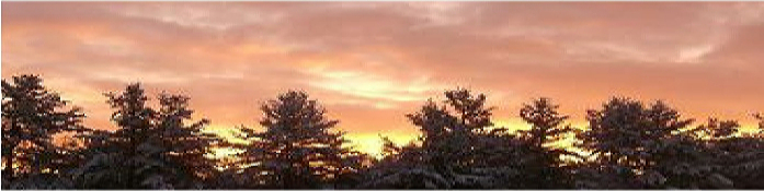 new england sunrise and trees