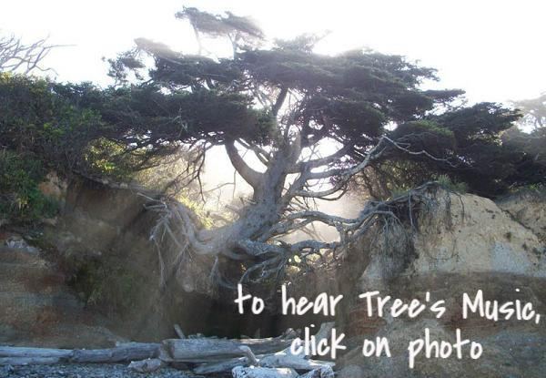 tree growing on two sides of the river