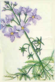 water violet