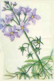 water violet 