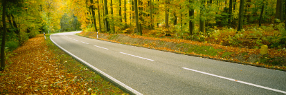 bend in a wooded road